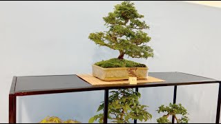 The Scottish Bonsai Association SBA May 2023 [upl. by Nisaj]