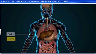 CBSE Class 11 Biology  Excretory Products and Their Elimination  Full Chapter  By Shiksha [upl. by Aldercy434]