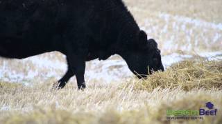 WBDC  Crop Residue Grazing Beef Cows [upl. by Eniffit]