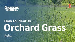 How to Identify Orchard Grass  Grasses at a Glance [upl. by Gilletta856]