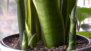 Sansevieria  Growth Time Lapse [upl. by Salzhauer397]