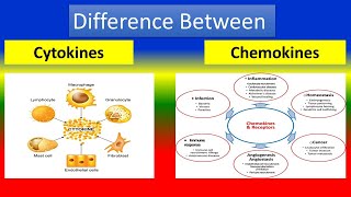 Difference Between Cytokines and Chemokines [upl. by Wyn662]