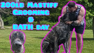 Guacamole The 200lb Mastiff Gets A Quick Bath ASMR [upl. by Htez]