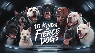 10 kinds of quotfierce dogsquot that can defeat wolves Tibetan Mastiffs are very terrifying [upl. by Aneekat]