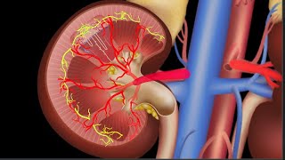 The Formation of Urine Short Version [upl. by Flyn]