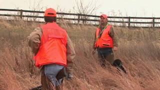 Native Quail hunt in Kentucky [upl. by Sadira]