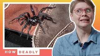 Why you should NEVER touch this Australian spider  How Deadly Funnel Web [upl. by Anohs336]