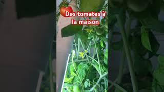 TOMATES  Comment les cultiver à lintérieur à lannée ecotouch [upl. by Akeihsal]