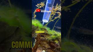 Types of Algae in Aquarium  What liquid removes algae from aquarium  Algae in a Planted Fishtank [upl. by Lenoel]