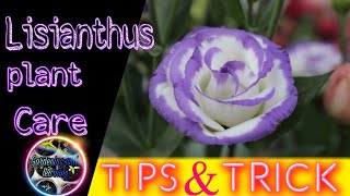 Lisianthus Plant care  Tips and tricks for gardening [upl. by Eisnyl]