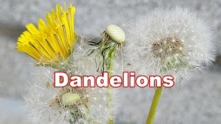 Dandelion Plant 🌿 Taraxacum Officinale 🌿 Fruit amp Flower 8 [upl. by Kattie]