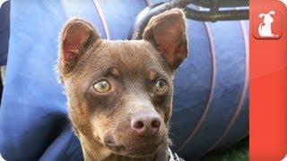 Unadoptables  Disfigured German Pinscher searches for home [upl. by Marcela]