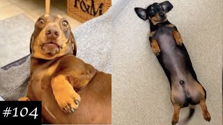 Dachshund Compilation  Funny And Cute Videos [upl. by Otir]