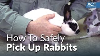 How to Pick Up Rabbits [upl. by Ailen11]