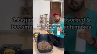 Which Cat litter to choose catlitter persiancat catvideos [upl. by Modeste]