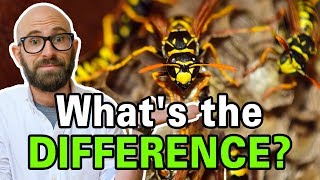 What is the Difference Between Bees Wasps and Hornets [upl. by Sirob]