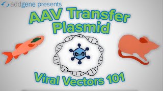 AAV Transfer Plasmids  Viral Vectors 101 [upl. by Vizza]