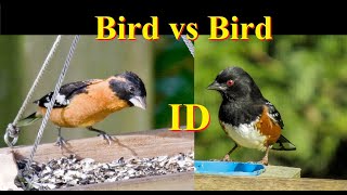 How to Identify Birds 6 Blackheaded Grosbeak vs Spotted Towhee Sidebyside [upl. by Yar]