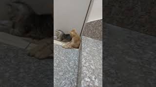 funny cat short video clips  cat video cat cats shorts [upl. by Gilud36]