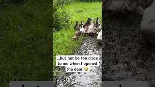 I LOVE watching the ducks move 😂 animals vlog [upl. by Ennayt]