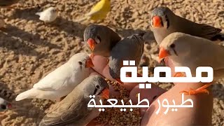 تغطية كامله محميه طيور طبيعيه  محمد الحصينان [upl. by Sansbury904]