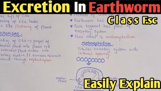 Excretion in earthworm  Metanephridium  Class 12 Biology [upl. by Noma]