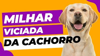 Milhar e Centenas Viciadas do CACHORRO  As milhar e centena que mais sai do cachorro para 2023 [upl. by Eidda]