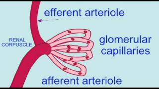 URINARY RENAL CORPUSCLE INTRO [upl. by Hannan]