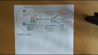 Circadian Clocks Part 4 [upl. by Osswald]