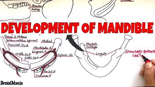 Development of the Mandible  Embryology  Learn it in the most SIMPLE way [upl. by Gigi]