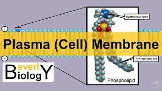 Plasma membrane  Cell Membrane updated [upl. by Nnylidnarb]