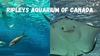 Ripley’s Aquarium of Canada in Toronto Ontario  Full Aquarium Tour 2024  Things to Do with Kids [upl. by Sankey]