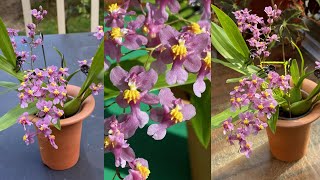 2423 小小蘭苗開出香香的花 真太推荐啦 species oncidium sotoanum [upl. by Noivart]