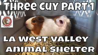 Three Cuy Guinea Pigs Part 1 [upl. by Nitza]