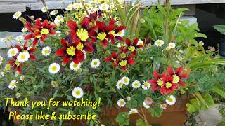 Timelapse Sparaxis tricolor Flowers  Scaledup Version [upl. by Akinnor382]