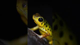 Oophaga Pumilio Colon eating springtails dartfrog frog nature photography [upl. by Analed]