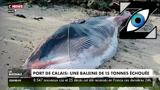 Zap Actu Baleine échouée Proposition choc de Montebourg Sarkozy tacle Zemmour 081121 [upl. by Ryley430]