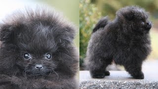 Picking up my NEW POMERANIAN PUPPY  Meet Treacle my black Pomeranian [upl. by Yks840]