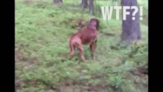 Brutal hunter boxer dog in the forest [upl. by Piero]