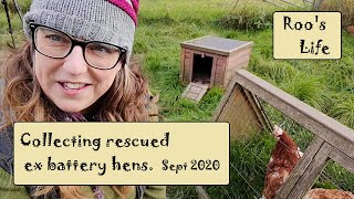 Rescuing ex battery hens [upl. by Marj]