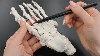 Skeleton of the Foot  Tarsals  Metatarsals  Phalanges  Made Simple [upl. by Favianus]