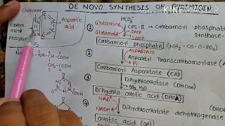 De novo synthesis of Pyrimidine [upl. by Champ903]