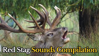 20 Best Moments of Red Deer Roaring  Red Stag Sounds During the Rut [upl. by Myke217]