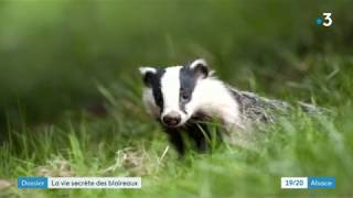 Le blaireau un animal méconnu protégé dans le BasRhin [upl. by Idnor263]