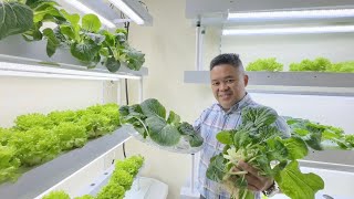 Harvesting a fresh batch of hydroponically grown Pechay 🌿🌱 🍀 [upl. by Atnomed]