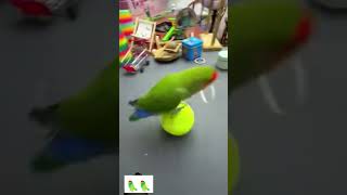 m tota m tota 🦜🦜 parrot parrottraining parroteducation funny birds smartparrot [upl. by Novaat]