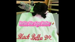 SpaPupBella Who doesn’t ❤️ a SpaDay InfraredSauna Chromotherapy Halotherapy DMVBlackOwnedSpa [upl. by Carmella]