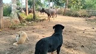 Rottweiler playing with buffaloes and aggressive [upl. by Victoria]