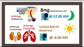 Hypopituitarisme Hyperpituitarisme amp Médical Chirurgical Hypophysectomie Glande endoceine 3 mn [upl. by Joellyn]