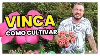 VINCA  DICAS DE CULTIVO [upl. by Herzig]